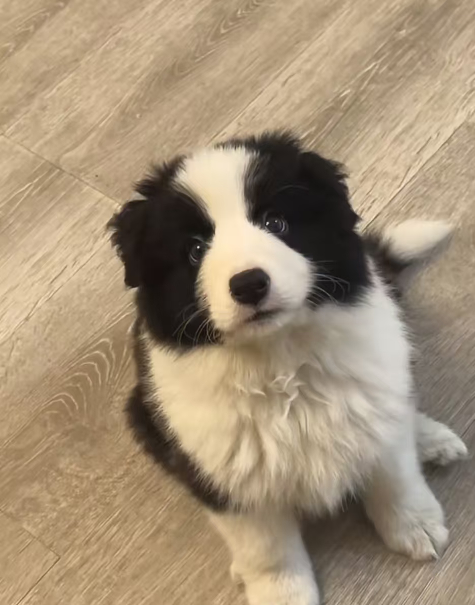 边境牧羊犬智商高，服从性高，漂亮，团结热情谨慎，公母都有